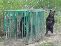 В Нижегородской области под наблюдением Валентина Пажетнова выпустили на волю трех медвежат, которые родились в зоопарке - Новости ТИА