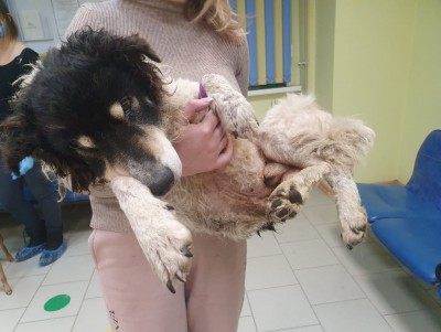 В Торжке волонтёр спасла замерзшего на улице пса - Новости ТИА