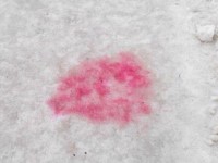 В Твери и по области догхантеры травят собак. Остерегайтесь розовых пятен на снегу!  - Народные Новости ТИА