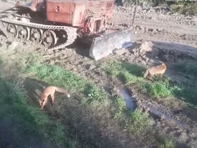 Две лисы подружились с лесорубами из Тверской области - новости ТИА