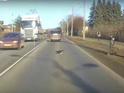Тверской водитель спас кота, которого бросили ему под колёса - новости ТИА