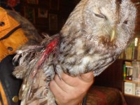 В Тверской области спасли раненую сову - новости ТИА