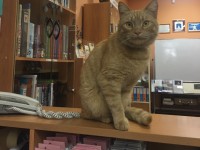 В Тверской области библиотека взяла на работу кота на должность SMM-мяунджера - новости ТИА