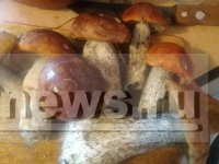 Тверская область вошла в пятёрку самых грибных мест этим летом - Новости ТИА