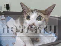 В Твери живодёр выкинул маминых кошек с пятого этажа, потому что они царапались - Новости ТИА