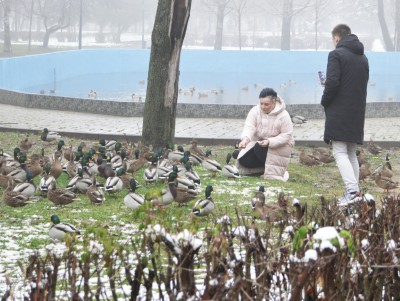 В Твери планируют запретить кормить бездомных животных и птиц - новости ТИА