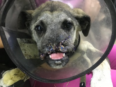 Первая операция у щенка с изуродованной мордой прошла успешно - новости ТИА