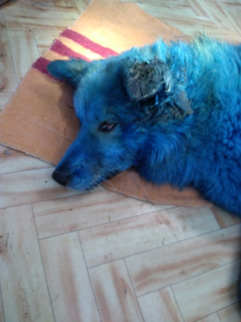 Почему собака синяя. Синяя собака фото. Собака синего цвета. Синяя собака Живая. Щенок голубого цвета.