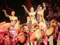 Тверской цирк приглашает на бесплатную экскурсию-репетицию - новости ТИА