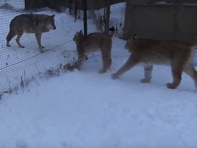 Опубликовано видео, где рыси играют и пугают волка в Тверской области - Новости ТИА