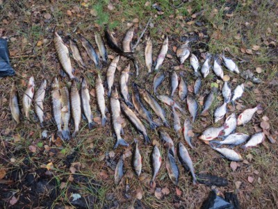 В Тверской области поймали рыбака-браконьера - Новости ТИА