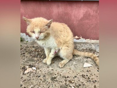Зоозащитники Твери объявили сбор средств на кота с искалеченной лапой - Новости ТИА