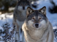 В Тверской области открыта любительская и спортивная охота на волка - Новости ТИА