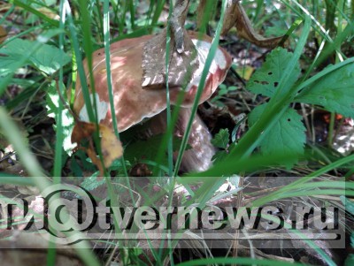 Минприроды опровергло информацию об ужесточении правил сбора грибов - Новости ТИА