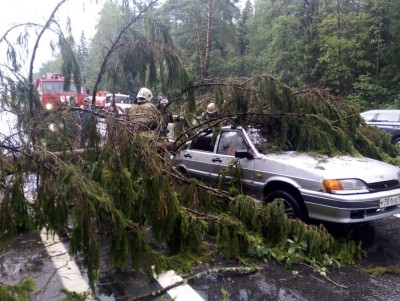 На М-10 дерево упало на автомобиль - новости ТИА