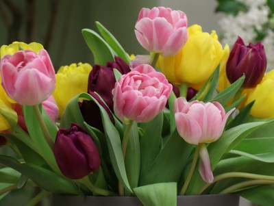 Как выбрать живые цветы и подольше сохранить свежесть букета - Новости ТИА