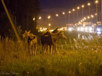 В Тверской области водители заметили группы лосей на обочинах дорог - новости ТИА