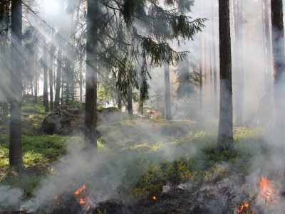 В Тверской области объявили о высокой пожарной опасности с 20 по 23 августа - новости ТИА
