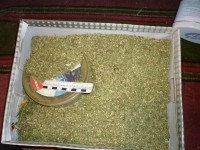 В Тверской области у огородницы изъяли более 16 кг марихуаны и 400 кустов конопли  - Новости ТИА