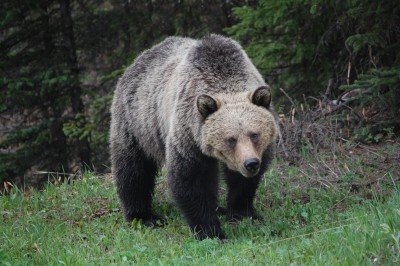 В окрестностях Удомли молодой медведь выбежал на дорогу - новости ТИА