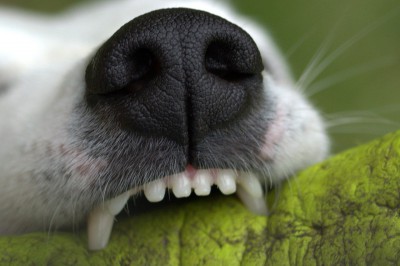 В Твери покусанная собакой пенсионерка добилась от хозяйки компенсации - Новости ТИА