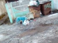 По Удомле бегает ещё одна синяя собака - новости ТИА