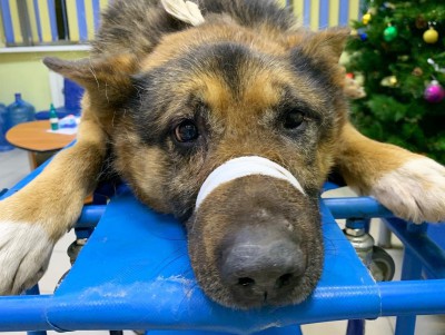 Умер пес Рекс, которого в начале декабря в Твери подобрали волонтеры - Новости ТИА