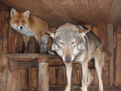 Тверские биологи рассказала о дружбе лиса и волчицы - новости ТИА