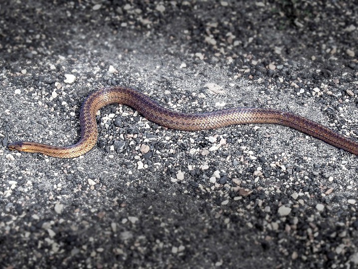 Ядовитые змеи владимирской области фото с названиями