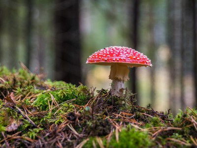 В России 4% отравлений приходятся на грибы - новости ТИА