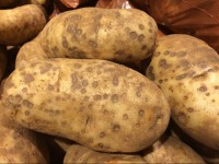 Россельхознадзор запретил ввозить в Россию египетскую картошку - Новости ТИА