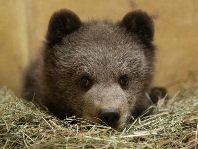 В Центре спасения медвежат-сирот состояние травмированного малыша улучшается  - новости ТИА