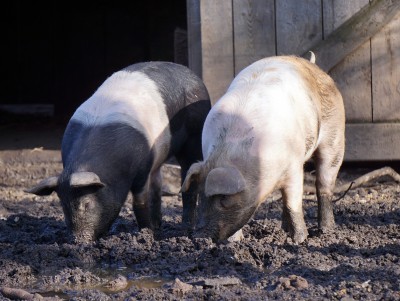 Жителей Тверской области просят сообщать о мертвых кабанах и падеже свиней - Новости ТИА