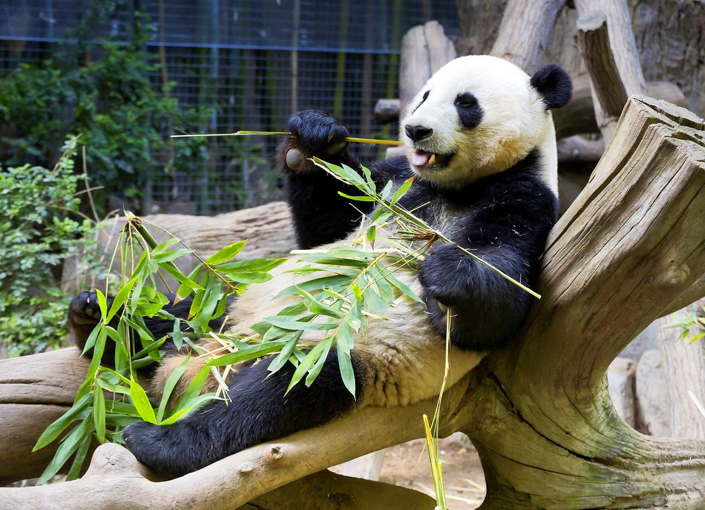 Зоопарк увидеть панду. Зоопарк Сан-Диего. Зоопарк Сан Диего панды. Панда в Московском зоопарке. Панда в китайском зоопарке.