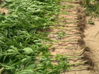 У жителя Тверской области в огороде обнаружили наркосодержащие растения - новости ТИА