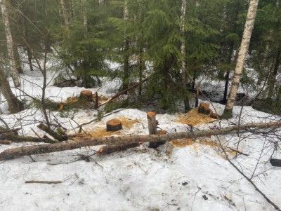 Житель города Нелидово для личных нужд незаконно спилил 44 дерева - новости ТИА