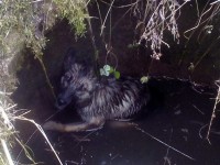 Канализационный колодец в Вышнем Волочке, куда упала собака, закрыли, как умели - новости ТИА