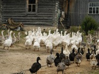 В Тверской области задержали двух мужчин, которые расправились с семьей фермеров - Новости ТИА