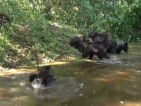 Тренажер и водные процедуры: Центр спасения медвежат-сирот рассказывает о жизни своих подопечных - новости ТИА