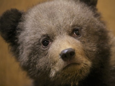 Тройняшки с норовом: костромские спасённые медвежата два дня были без мамы - новости ТИА