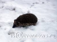 Апокриф стал лучшим народным корреспондентом прошлой недели - Новости ТИА