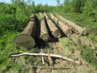 В Тверской области браконьер незаконно нарубил леса на 23 млн рублей  - Новости ТИА