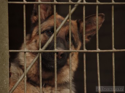 В России собак учат вынюхивать коронавирусных больных  - новости ТИА