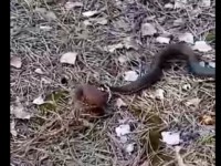 Очевидцы сняли, как змея пытается съесть похожую на шар лягушку   - Новости ТИА