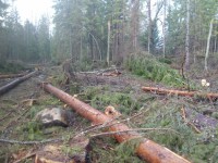 В Тверской области мужчина нарубил леса на 1,5 млн рублей - новости ТИА