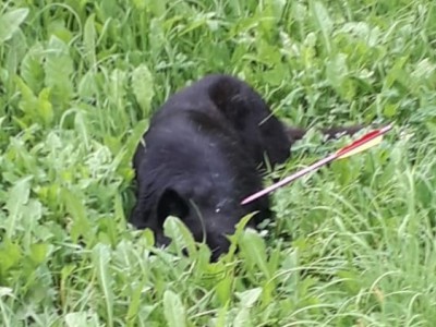 В городе Нелидово живодеры ранили пса стрелой - новости ТИА