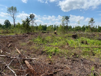 Жители села Юрьево-Девичье и общественники пытаются помешать вырубке леса  - новости ТИА