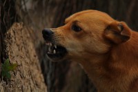 В Тверской области у двух домашних собак нашли вирус бешенства - Новости ТИА
