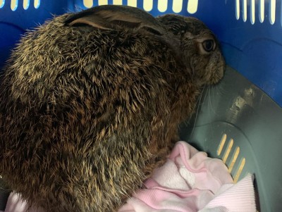 В Твери на набережной Волги провели операцию по спасению дикого зайца  - новости ТИА