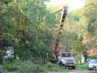 Дворовые войны: вырубка деревьев разделила жильцов на два лагеря - Новости ТИА